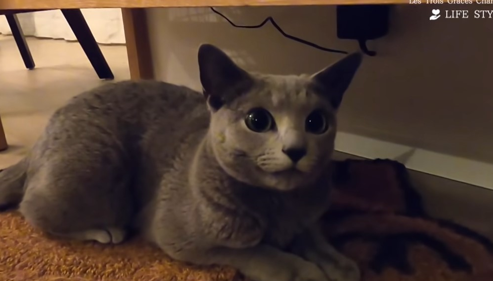 クレア 柴咲コウの猫