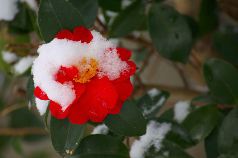 雪がかかるツバキの花