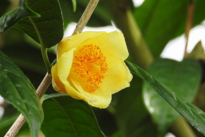 黄色いツバキの花