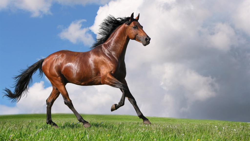 草原を走る馬